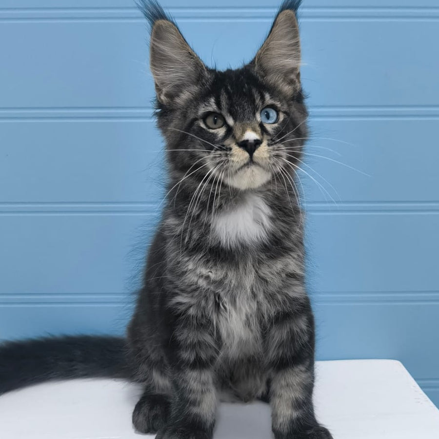 Joker Maine Coon male, black tabby with white