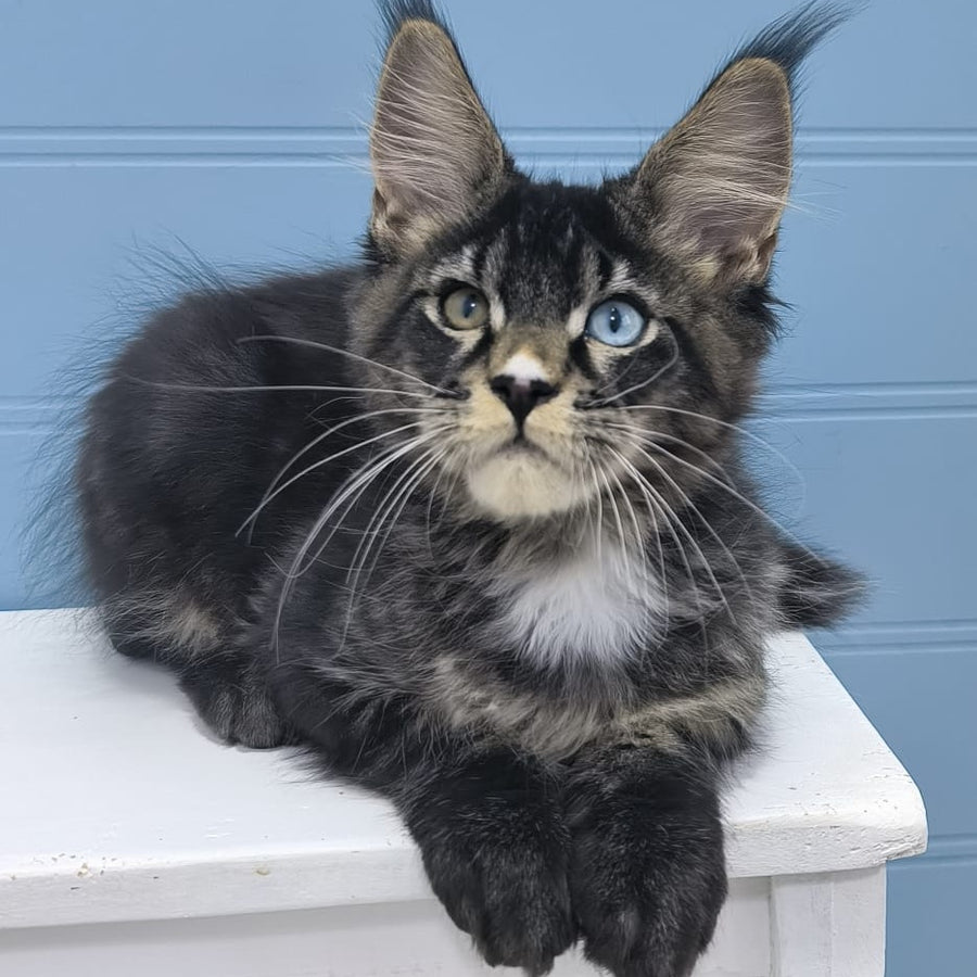 Joker Maine Coon male, black tabby with white