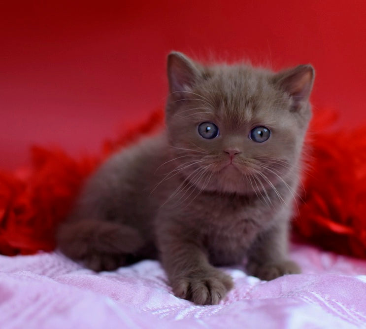 Walker British Shorthair male сinnamon - live animals