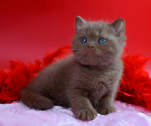 Walker British Shorthair male сinnamon - live animals