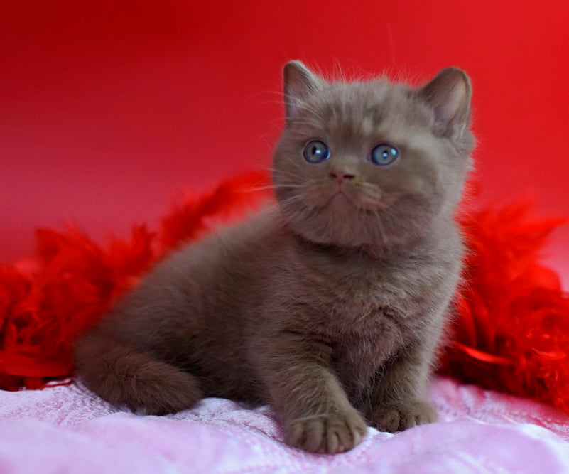 Walker British Shorthair male сinnamon - live animals