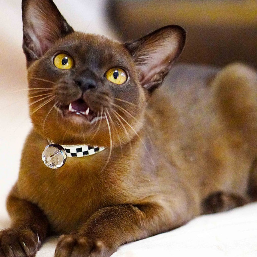Urus Burmese male, black