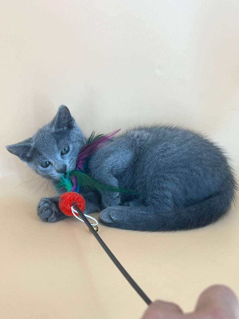 Kajra Russian Blue female, blue
