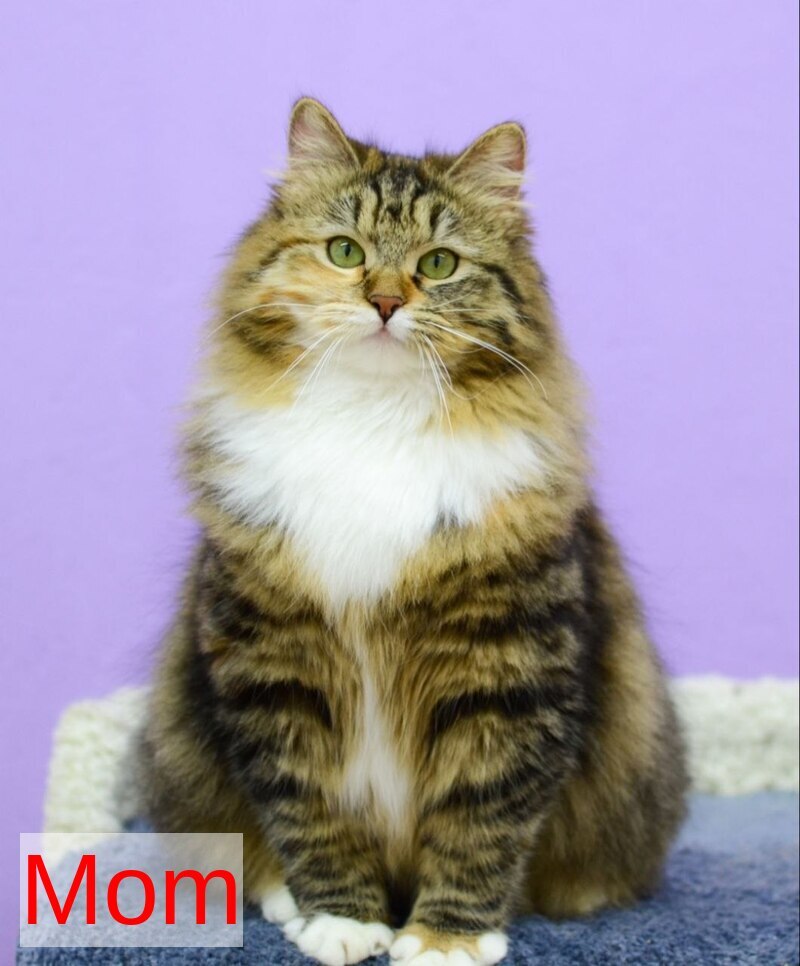 FanFan Siberian male, red spotted tabby bicolour