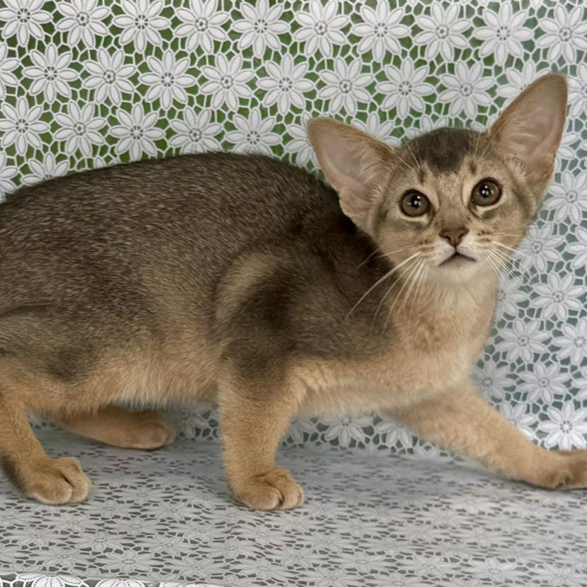 Fiesta Abyssinian female, blue