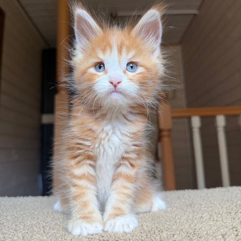 Aiden Maine Coon male, red tabby with white
