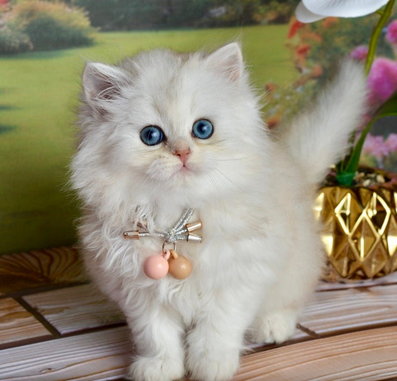 Ruby Scottish Straight female black silver shaded - live animals