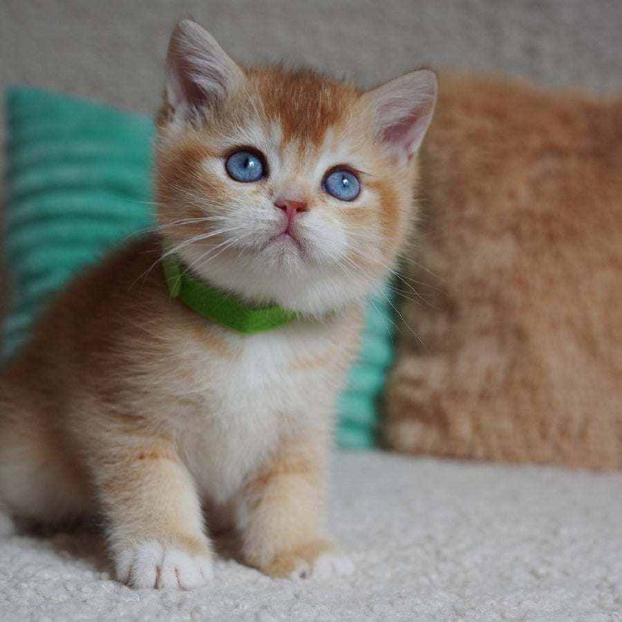 Teddy British Shorthair male, chocolate golden chinchilla with white
