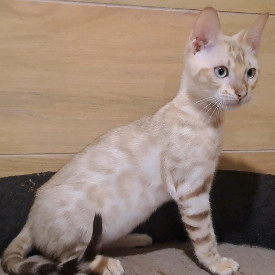 Kent Bengal male, black spotted tabby pointed