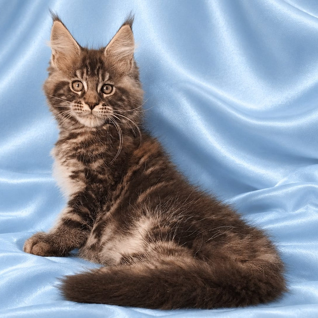 Zachar Maine Coon male, black tabby