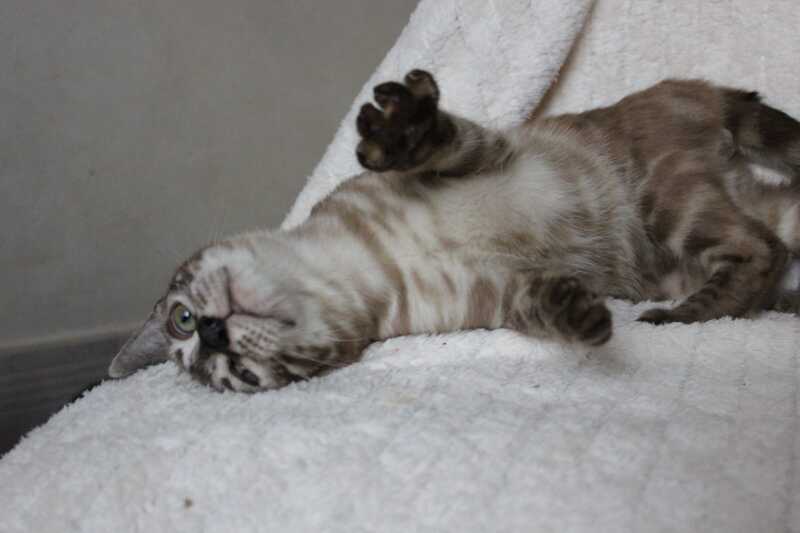 Platon Bengal male, black spotted tabby pointed