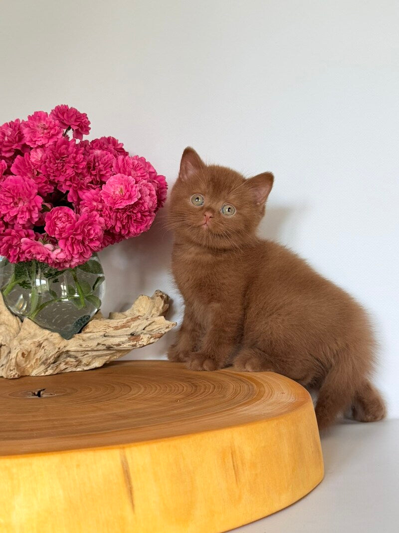 Fendi British Shorthair male, cinnamon