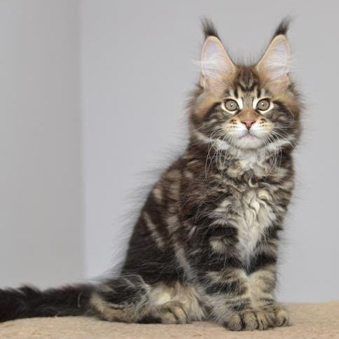 Knyaz Maine Coon male, black tabby