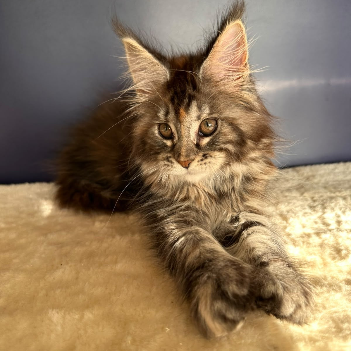 Taya Maine Coon female, black tortie tabby
