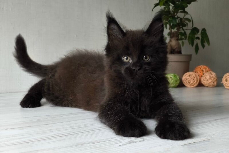 Graf Maine Coon male, black