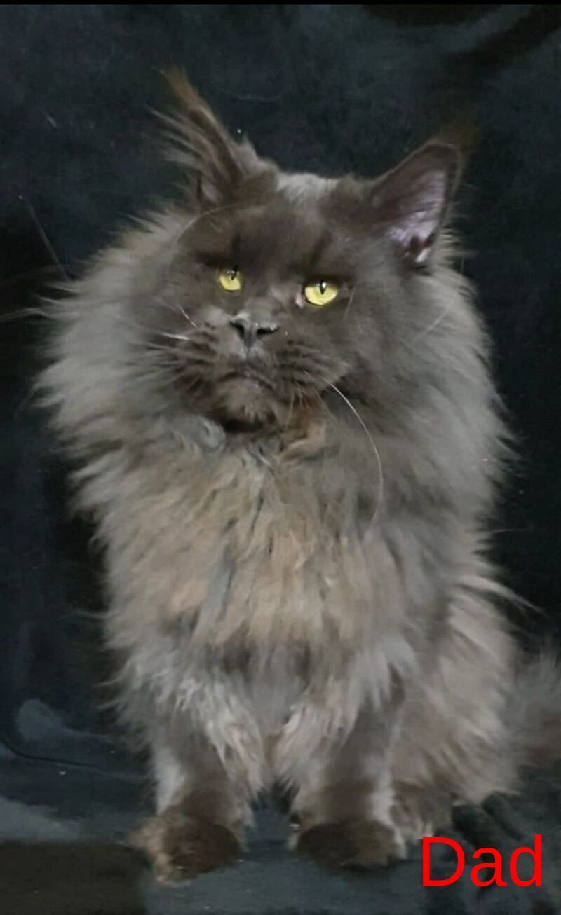 Vatican Maine Coon male, cream ticked tabby