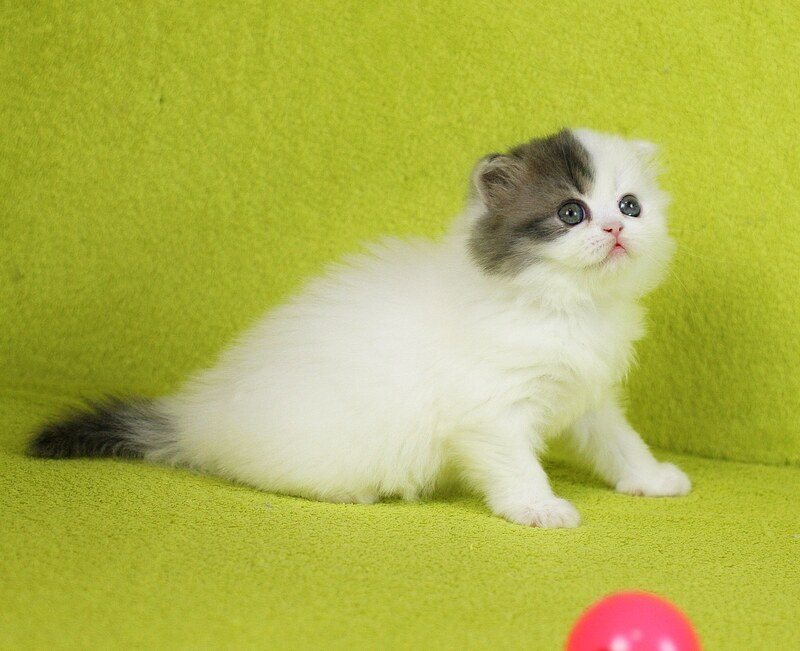 Fantasia Scottish Straight female, blue tabby van