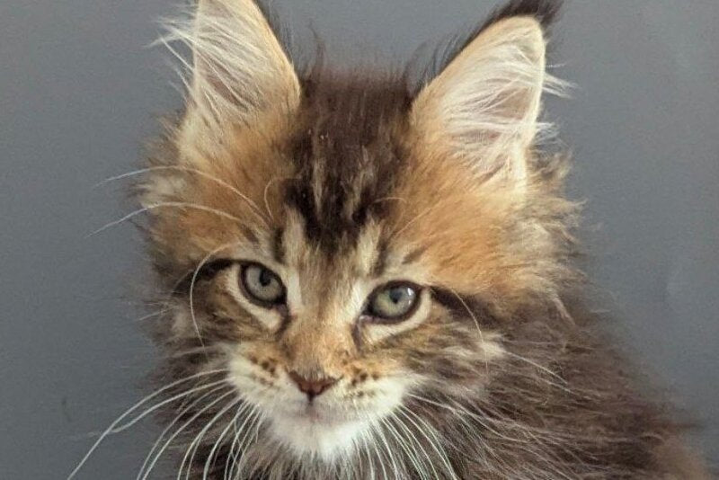 Oira Maine Coon female black tabby live animals