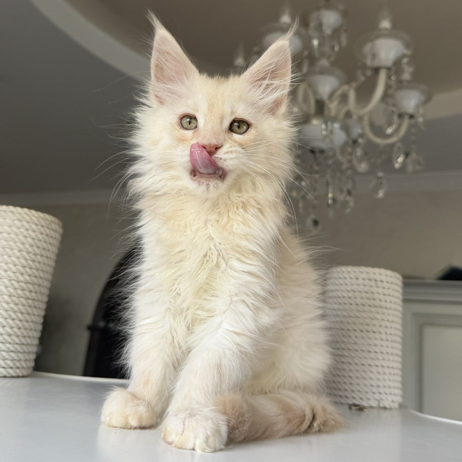 Darvin Maine Coon male, cream silver tabby