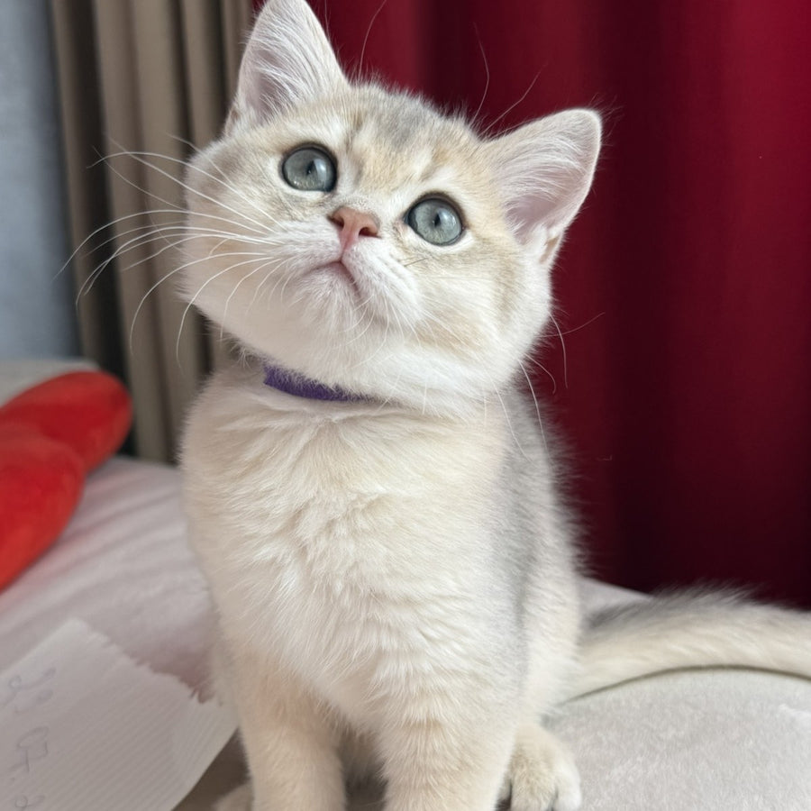 Erik Scottish Straight male, blue golden shaded