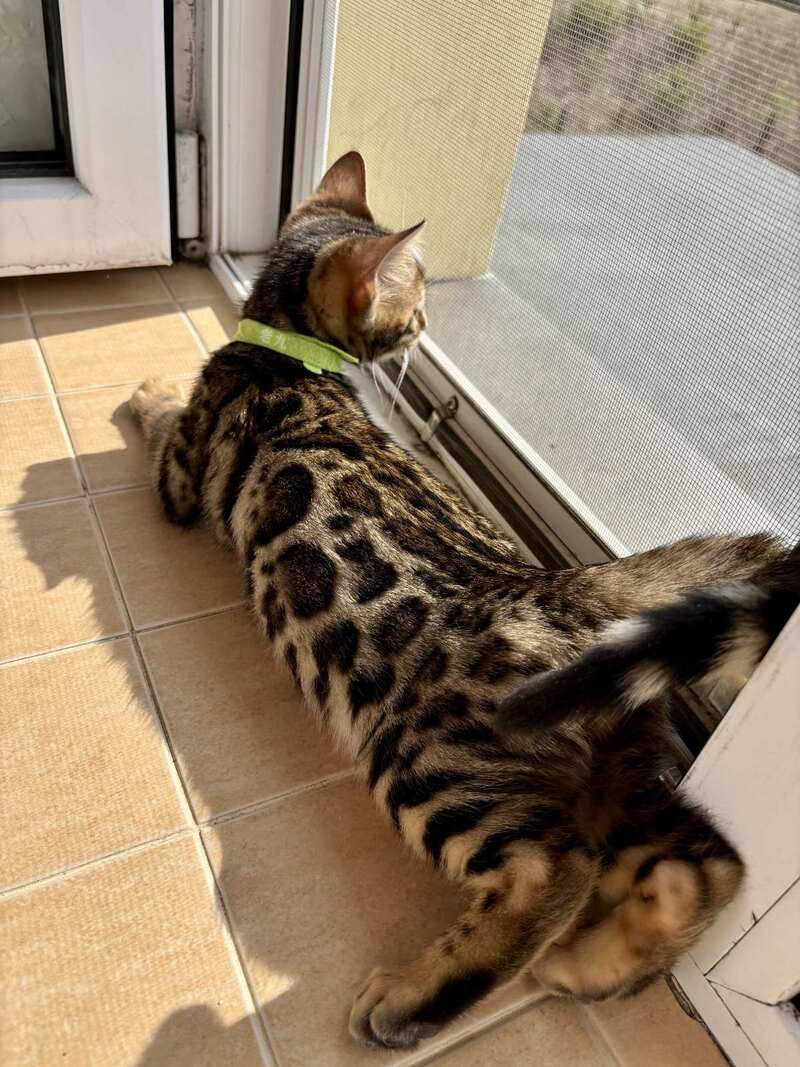 Lola Bengal female black spotted tabby - live animals