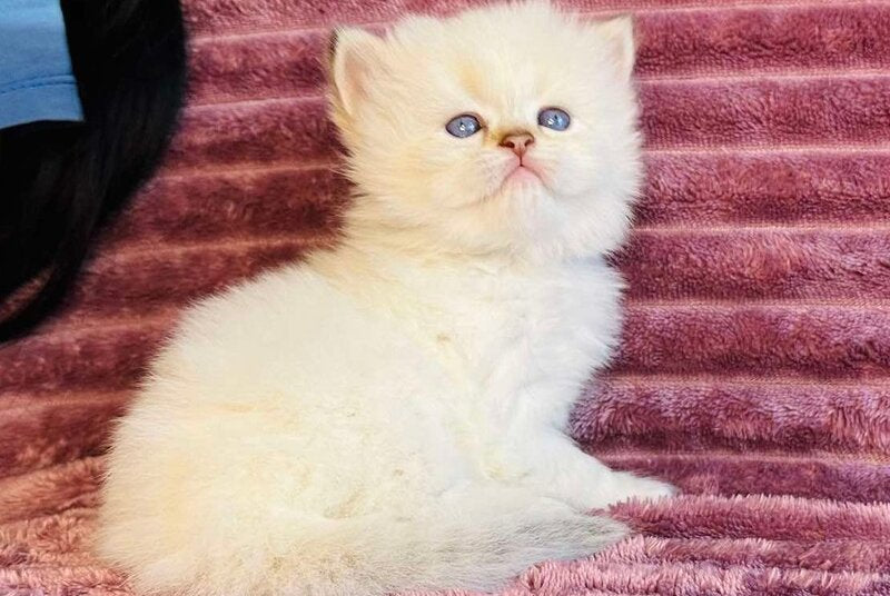 Eva British Longhair female, blue golden shaded pointed
