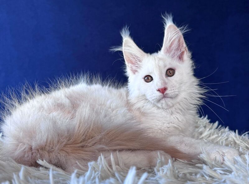 Baxter Maine Coon male, red silver