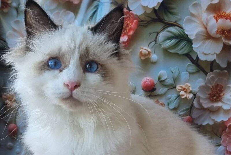 Prohor Siberian male, black pointed with white