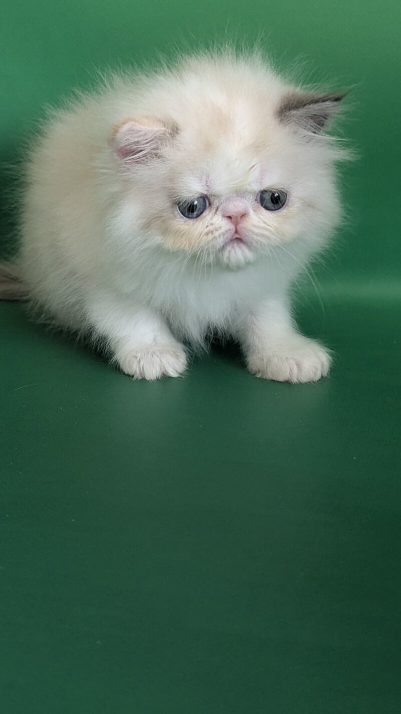 Nelli Persian female, blue tortie pointed bicolour
