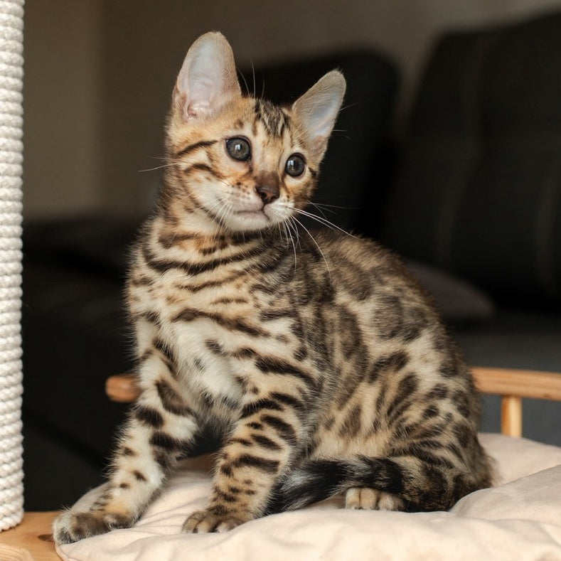 Newton Bengal male, black spotted tabby