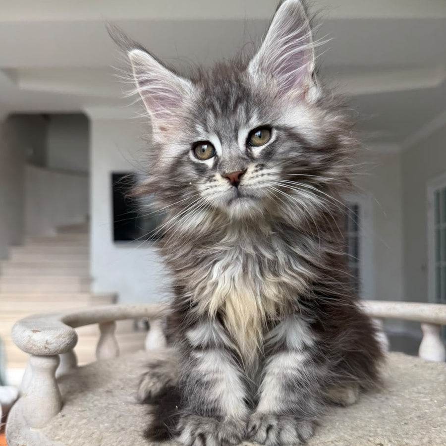 Odry Maine Coon female, black silver tabby