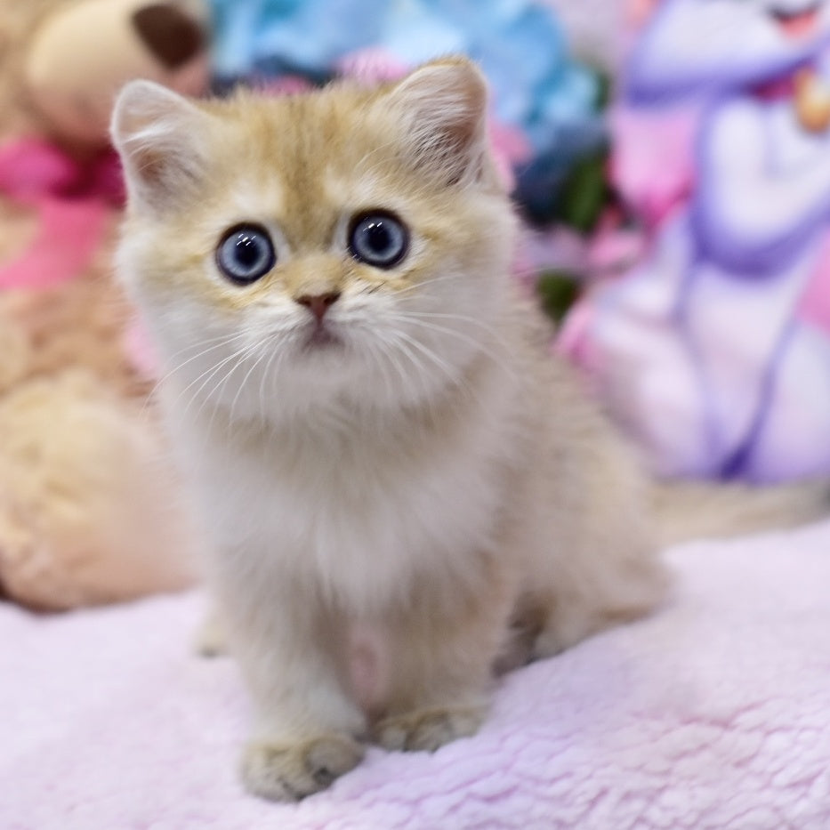 Gaby British Shorthair female, black golden shaded