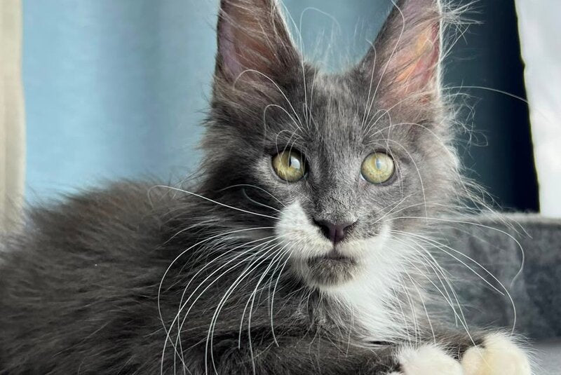 Nautilus Maine Coon male, blue with white