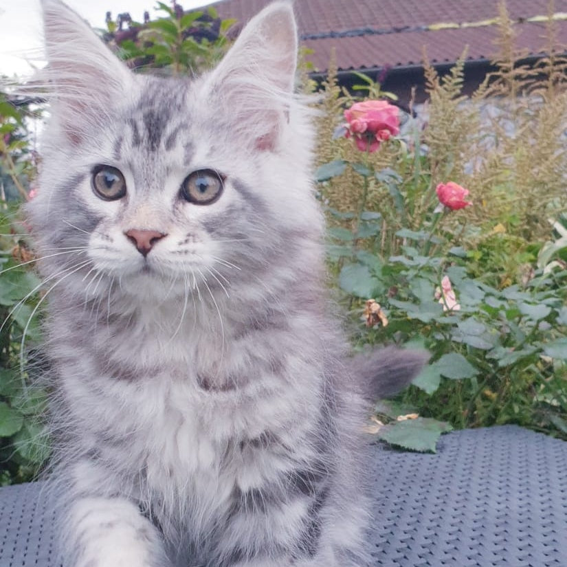 Irbis Maine Coon male, black silver tabby
