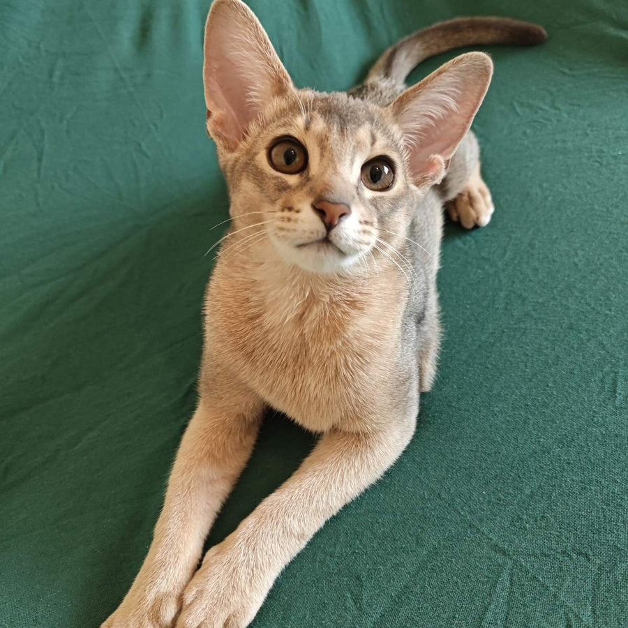 Kai Abyssinian male, blue