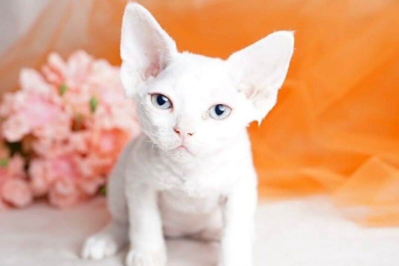 Nika Devon Rex female white - live animals