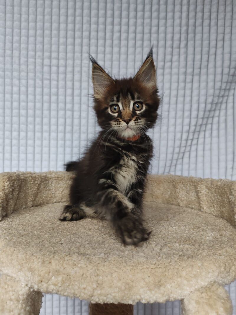 Martin Maine Coon male, black tabby