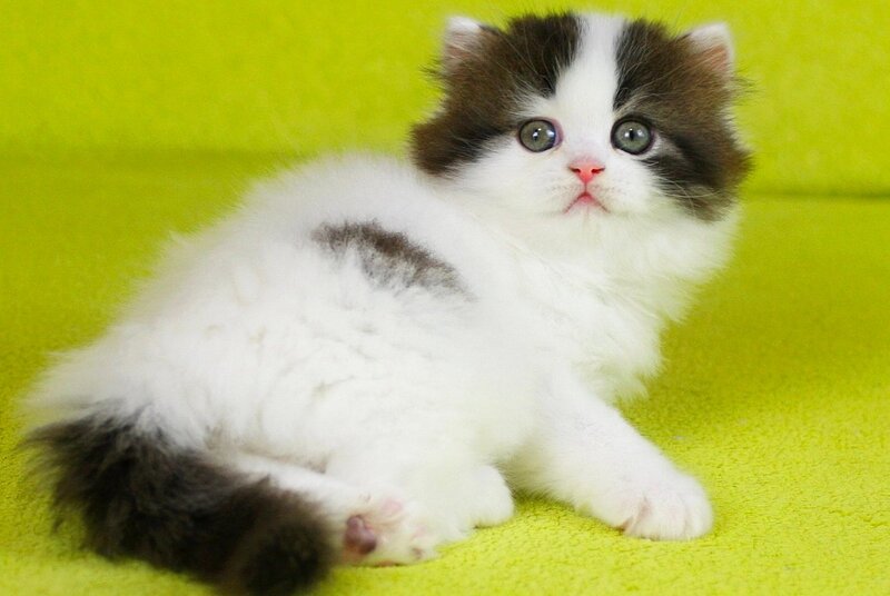 Favorite Scottish Straight male black van tabby - live animals