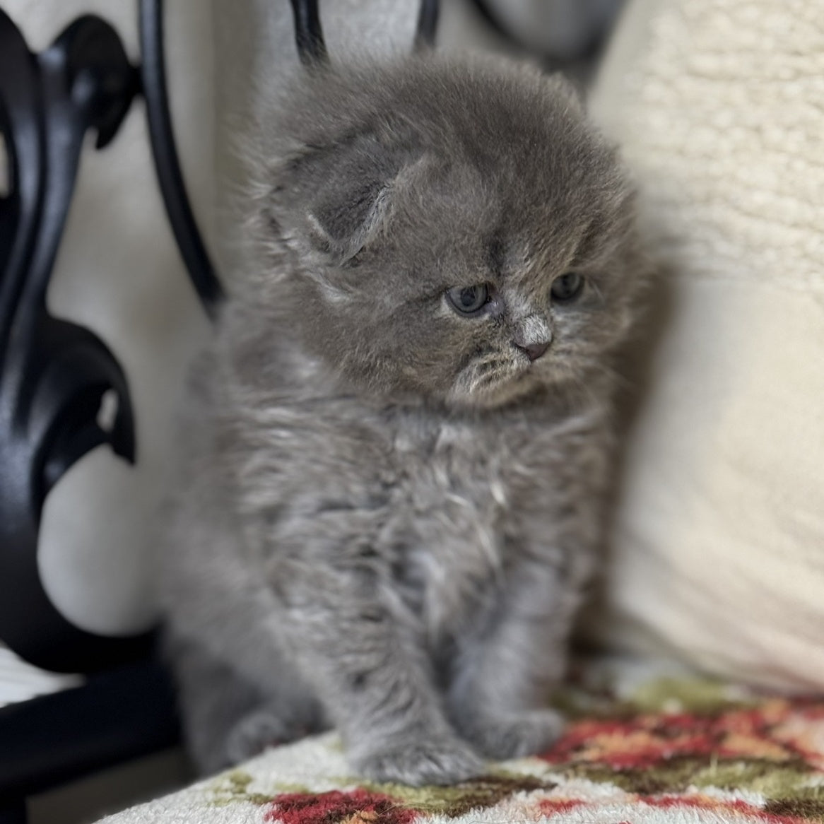 Bobby Scottish Fold male, blue