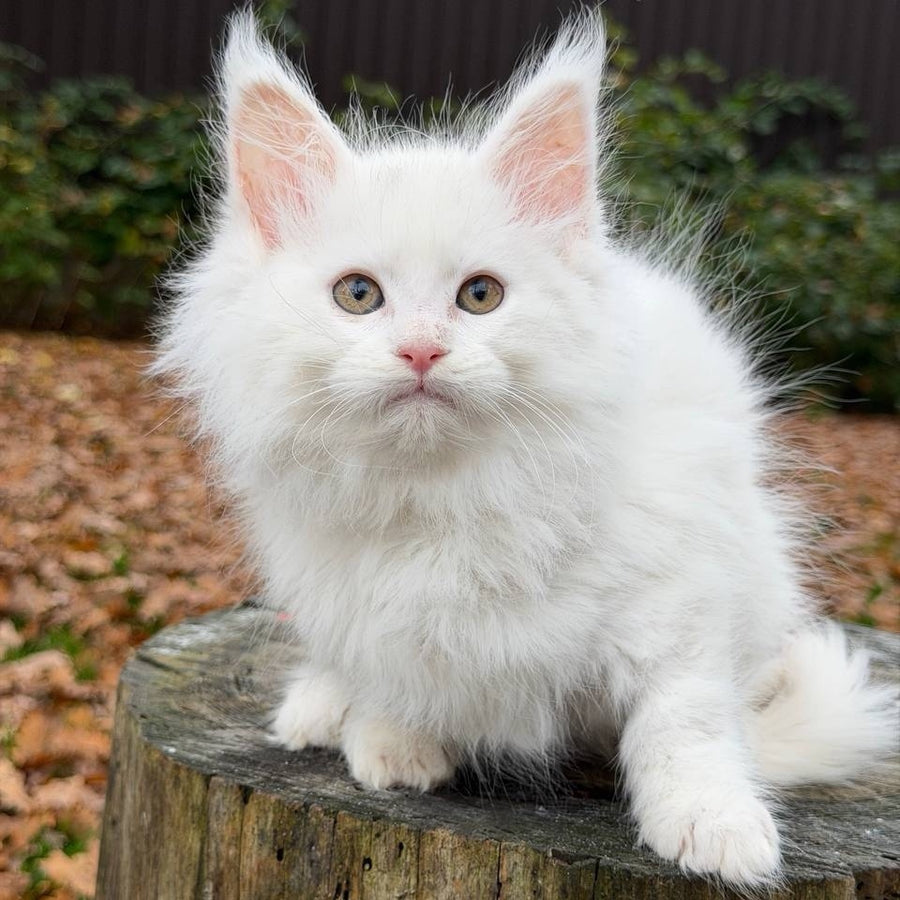 Marishka Maine Coon female, white