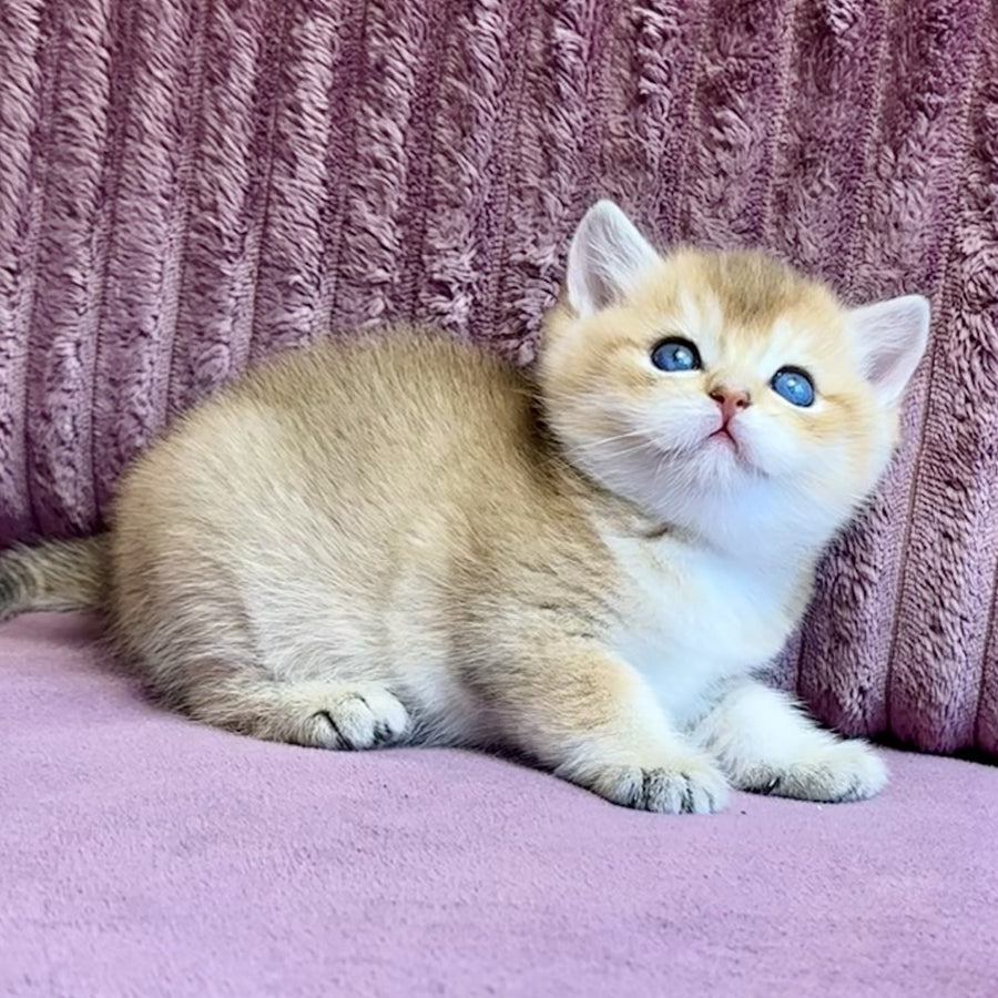 Infinity Star British Shorthair female, black golden shaded