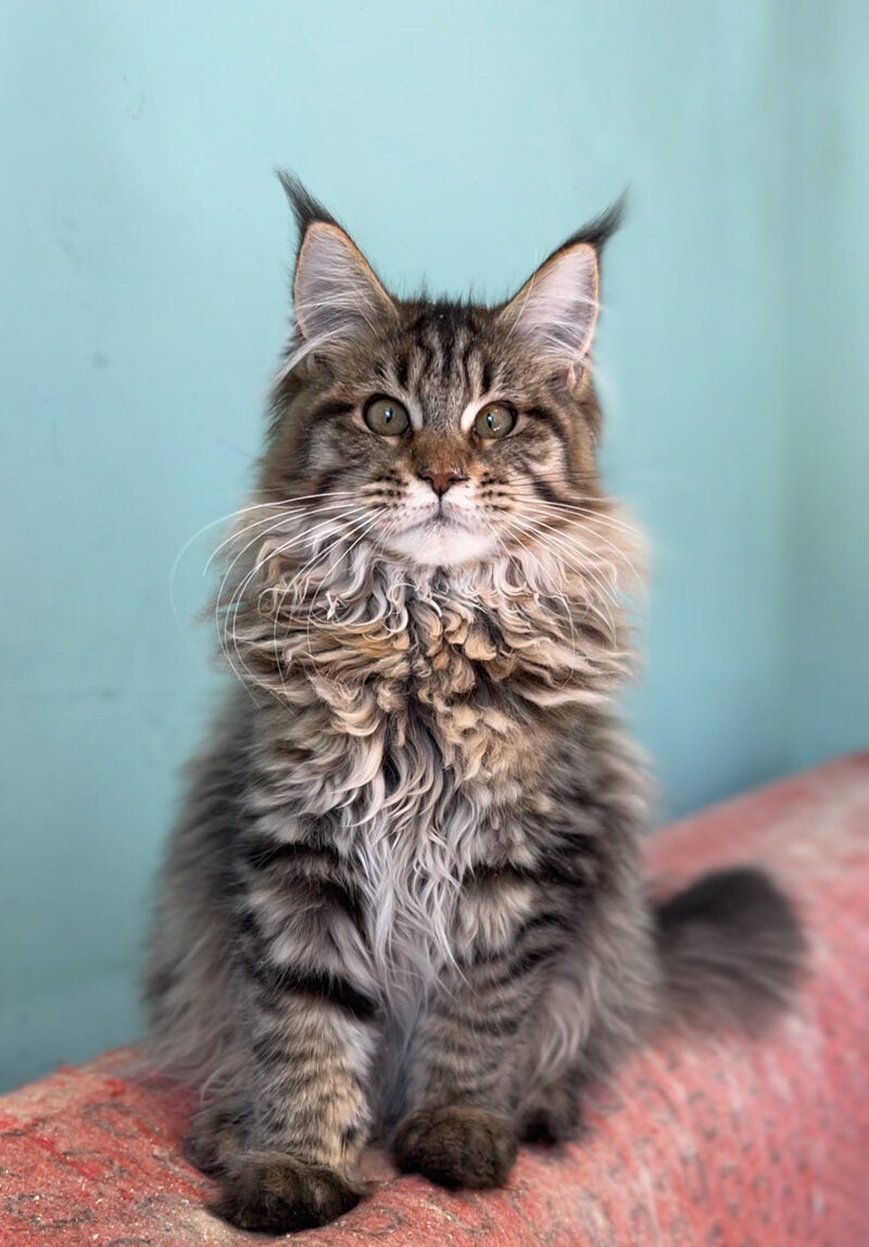 Yolla Maine Coon female, black spotted tabby