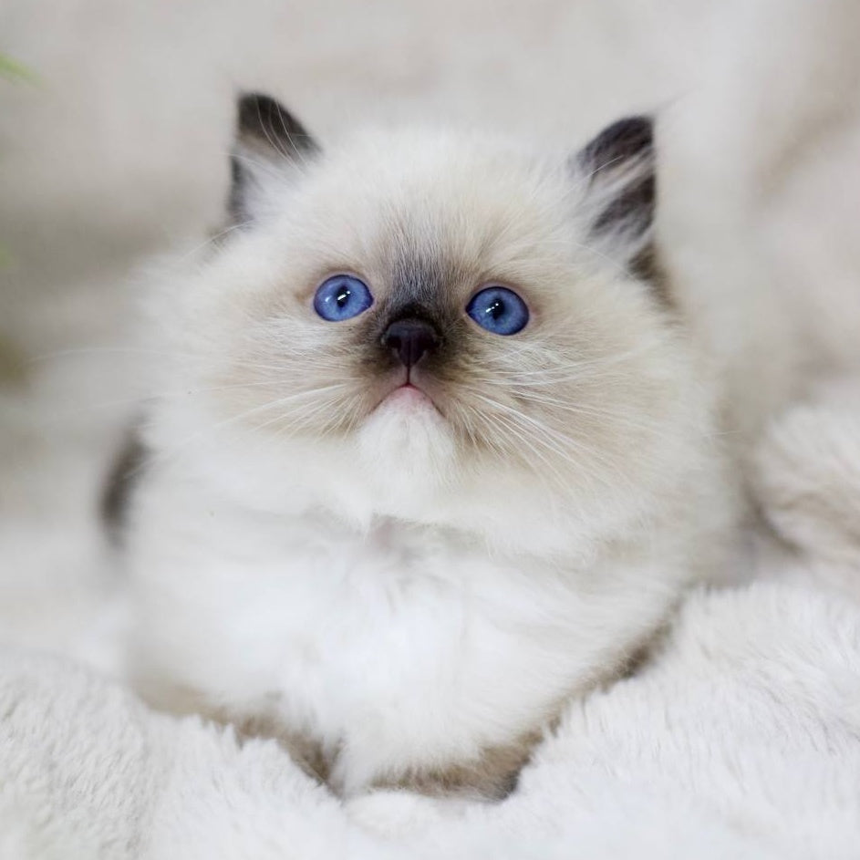 Kingston Ragdoll male, black mitted
