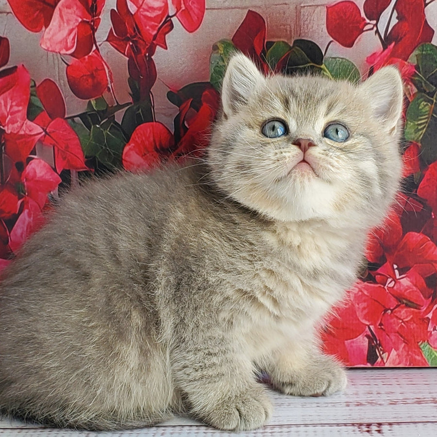 Hugo British Shorthair male, blue golden ticked tabby