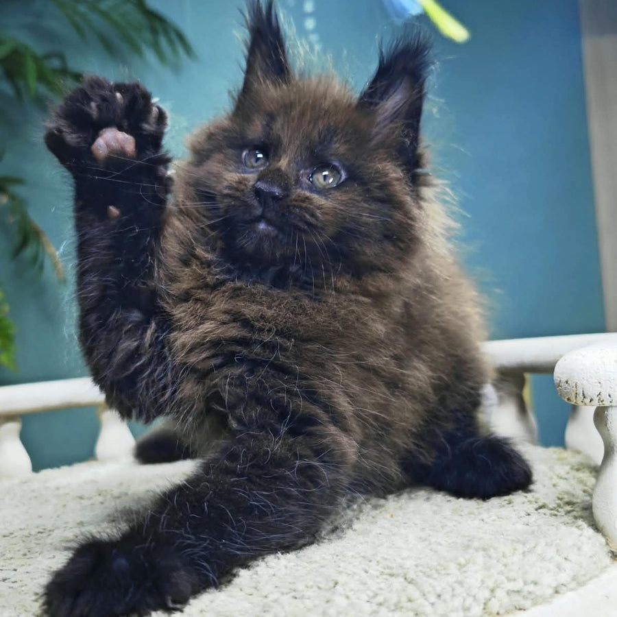 Grindelwald Maine Coon male, black