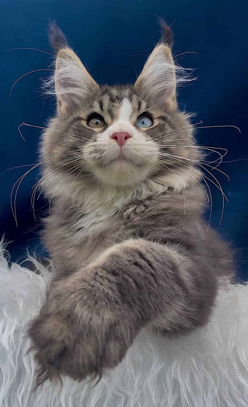 Gudvyn Maine Coon male, black ticked tabby bicolour