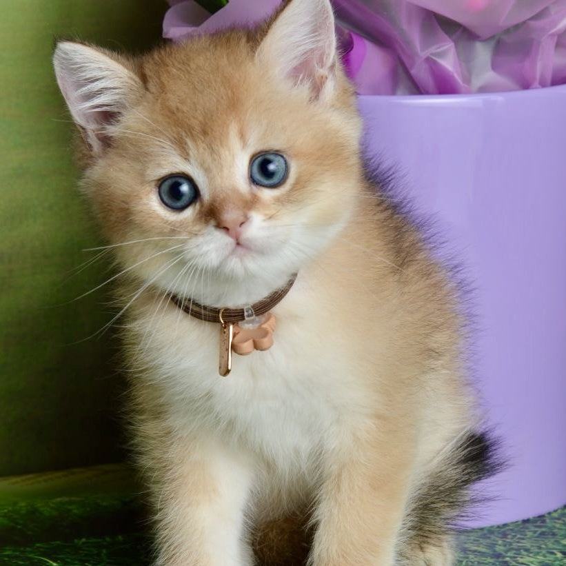 Uinston British Shorthair male, black golden shaded