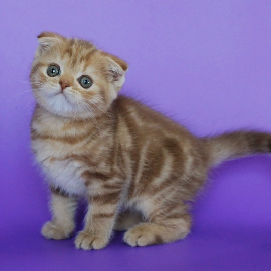 Uman Scottish Fold male, cinnamon tabby