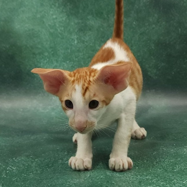 Ziggy Oriental Shorthair male, red bicolour spotted tabby