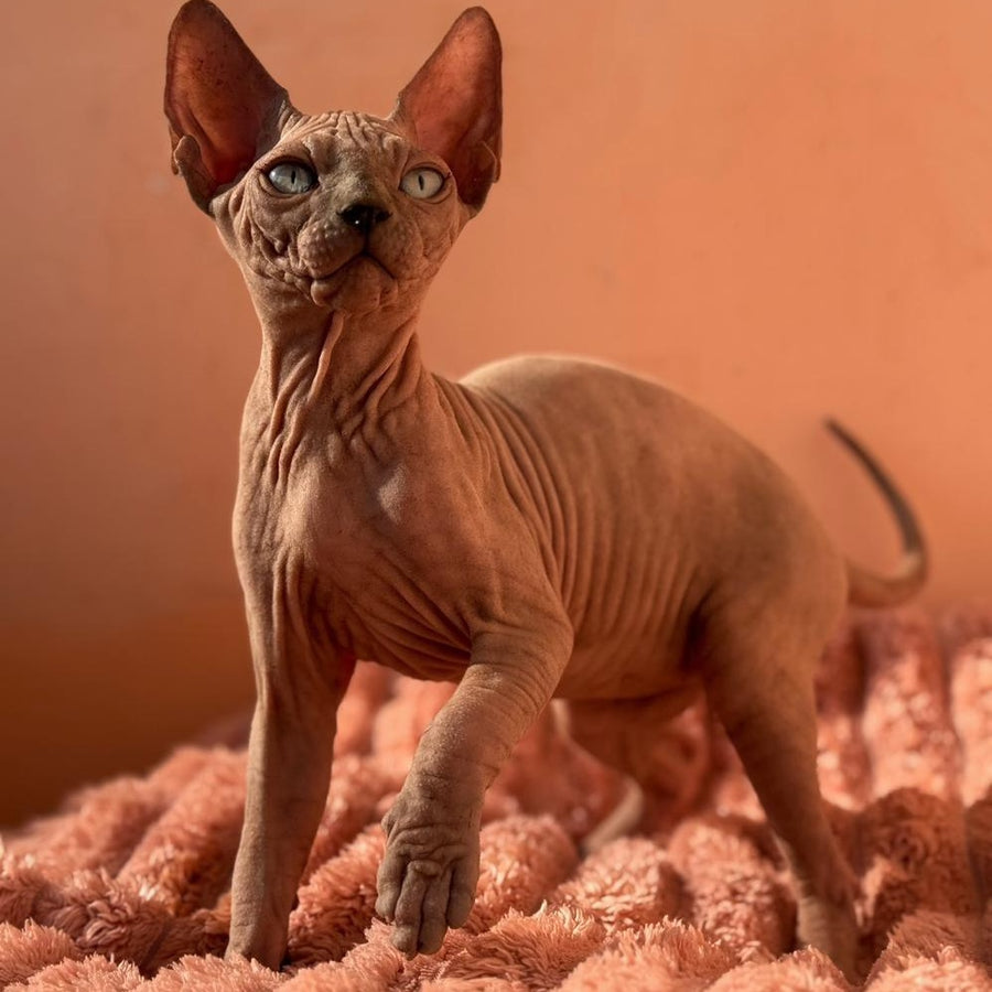 Flint Canadian Sphynx male, blue pointed